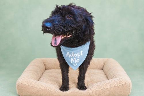 MOONSTONE - Portuguese Water Dog / Terrier available for adoption