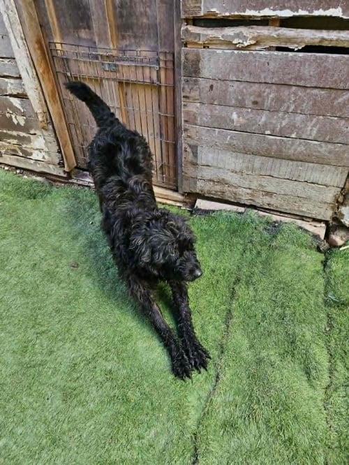 MOONSTONE - Portuguese Water Dog / Terrier available for adoption