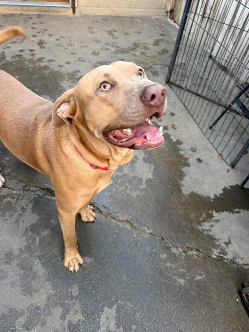 DICKEY - Weimaraner available for adoption
