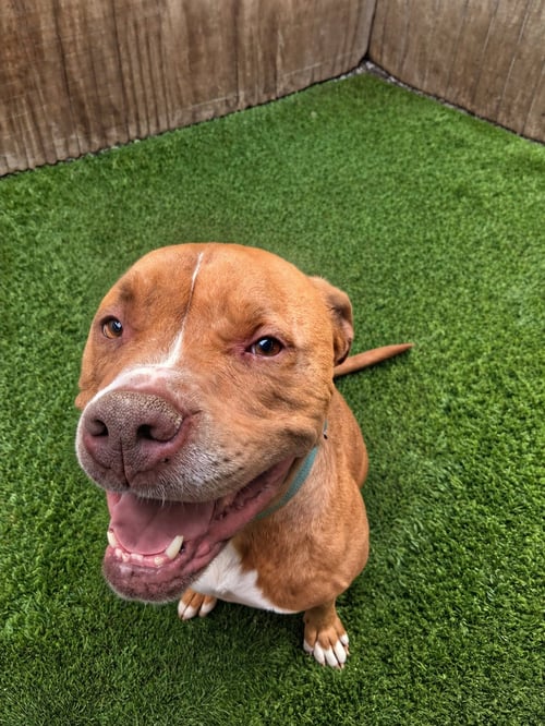 BAM BAM - Pit Bull Terrier / American Staffordshire Terrier available for adoption
