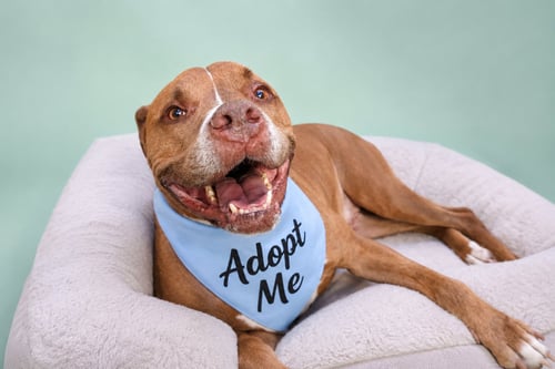 BAM BAM - Pit Bull Terrier / American Staffordshire Terrier available for adoption