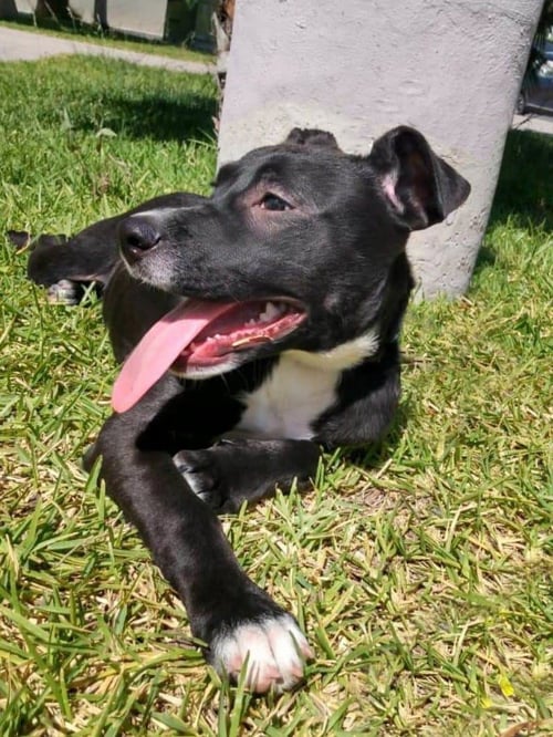 KATIE - Pit Bull Terrier / Patterdale Terrier (Fell Terrier) available for adoption