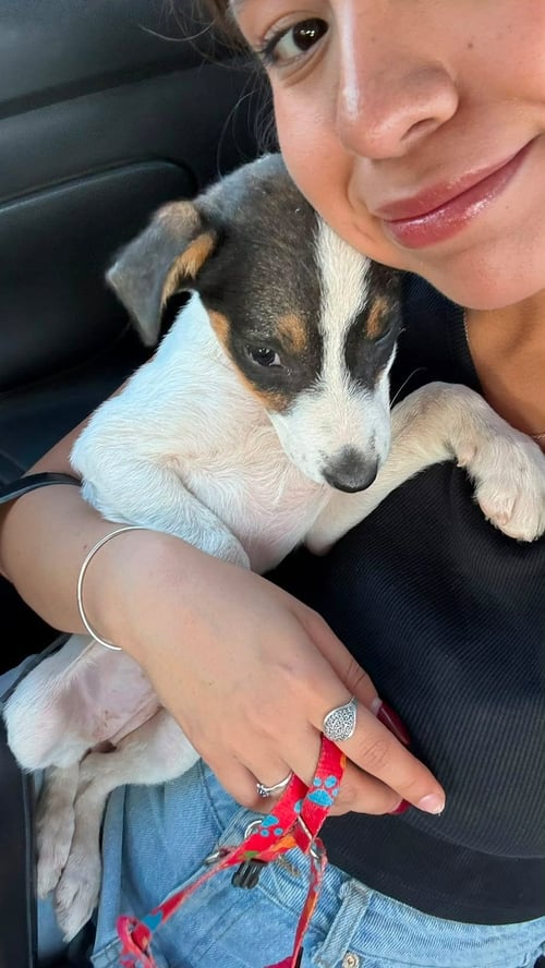 FIONA E - Rat Terrier / Terrier available for adoption
