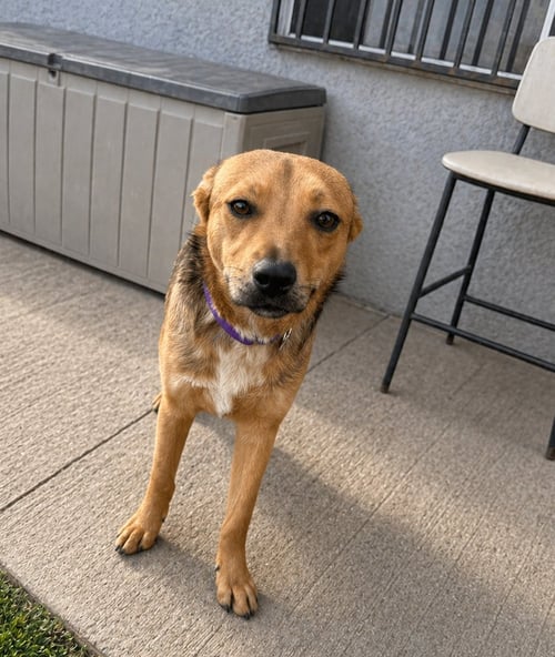 FRANNY - Feist / Pit Bull Terrier available for adoption