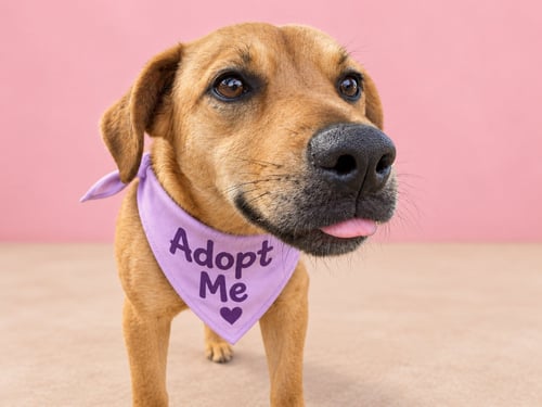 FRANNY - Australian Cattle Dog/Blue Heeler / Carolina Dog available for adoption