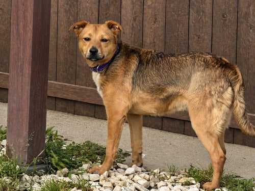 FRANNY - Australian Cattle Dog/Blue Heeler / Carolina Dog available for adoption
