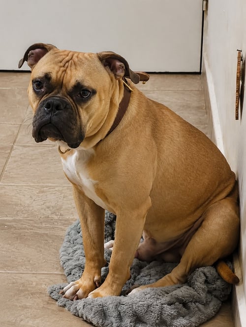 IGGY G - American Bulldog / Terrier available for adoption
