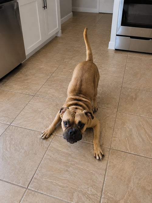 IGGY G - American Bulldog / Terrier available for adoption