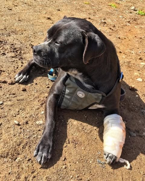 MAMBA ADY - American Staffordshire Terrier / Terrier available for adoption