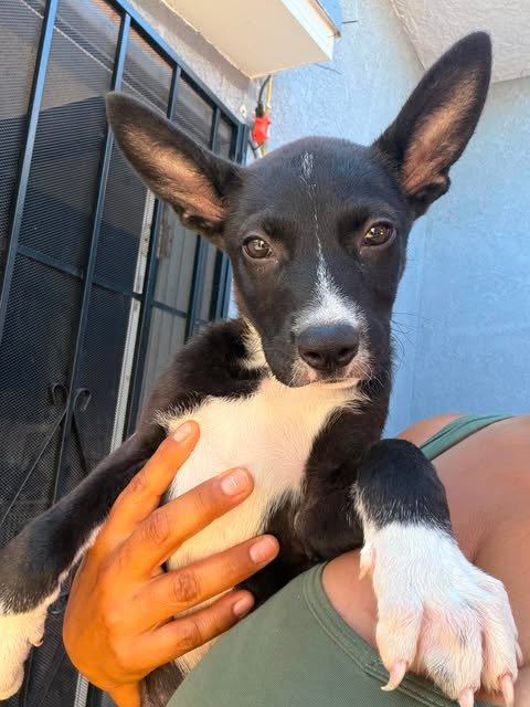 WILLOW - Australian Kelpie / Terrier available for adoption