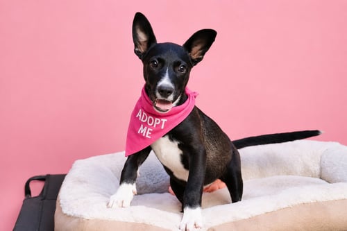 WILLOW - Australian Kelpie / Terrier available for adoption