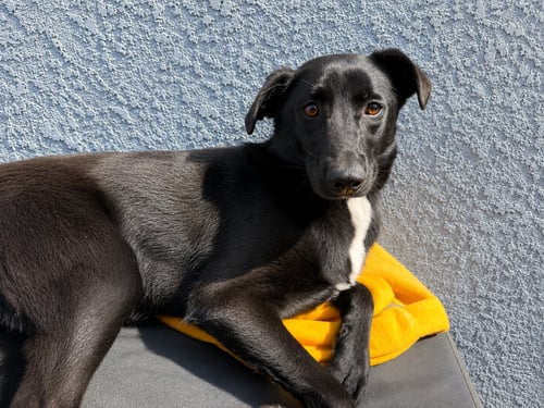 FUNKY - Feist / Shepherd available for adoption