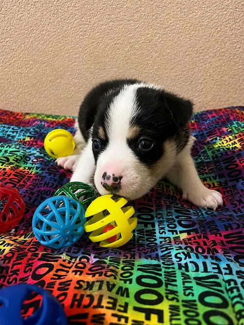 DANIEL D - Terrier available for adoption