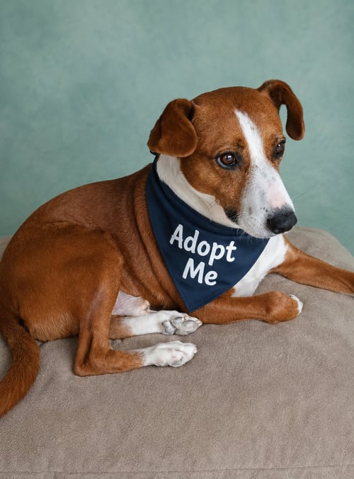 CANELO GC - Terrier available for adoption