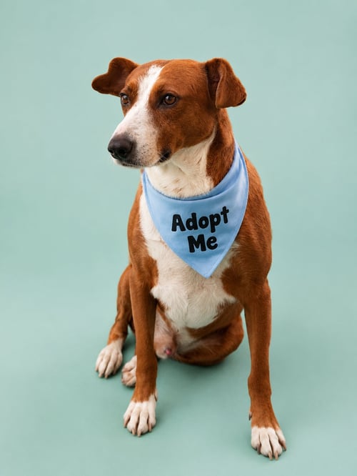 CANELO GC - Terrier available for adoption