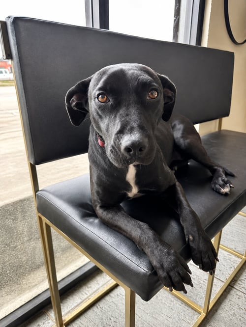 NENA ADY - Black Labrador Retriever / Terrier available for adoption