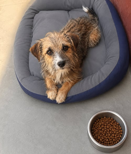 IVETTE T - Border Terrier / Terrier available for adoption