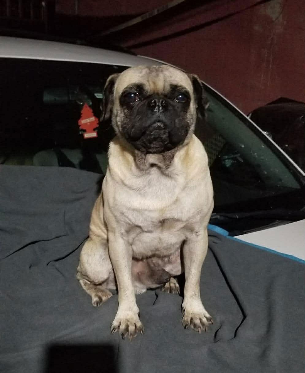 POOKIE - Pug available for adoption