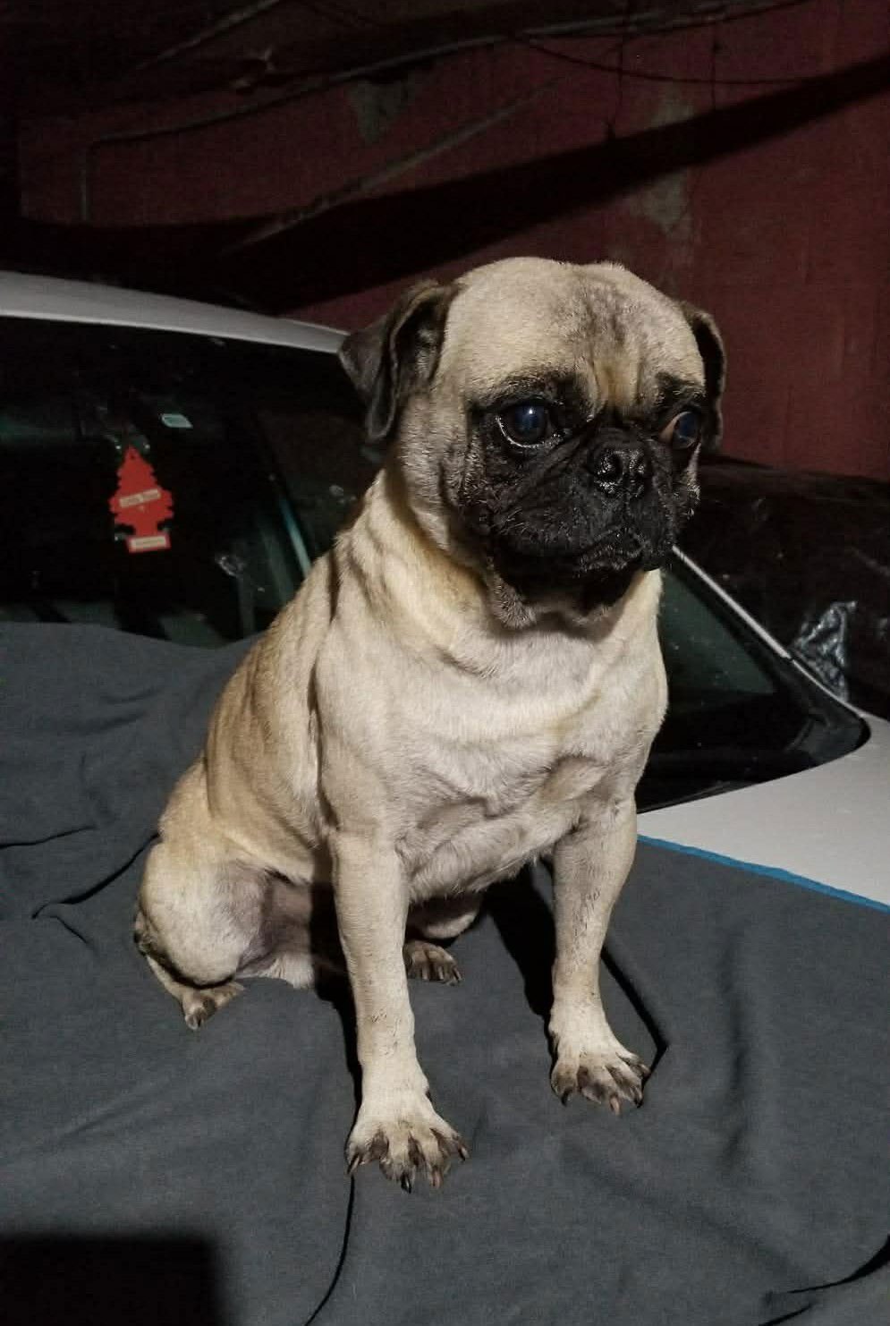 POOKIE - Pug available for adoption