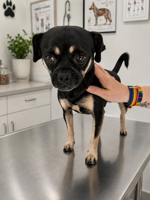 TIMO - Pug / Chihuahua available for adoption
