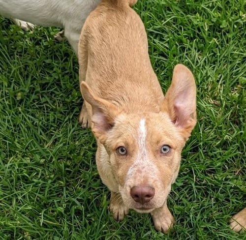 LUMI D - Australian Kelpie / Carolina Dog available for adoption