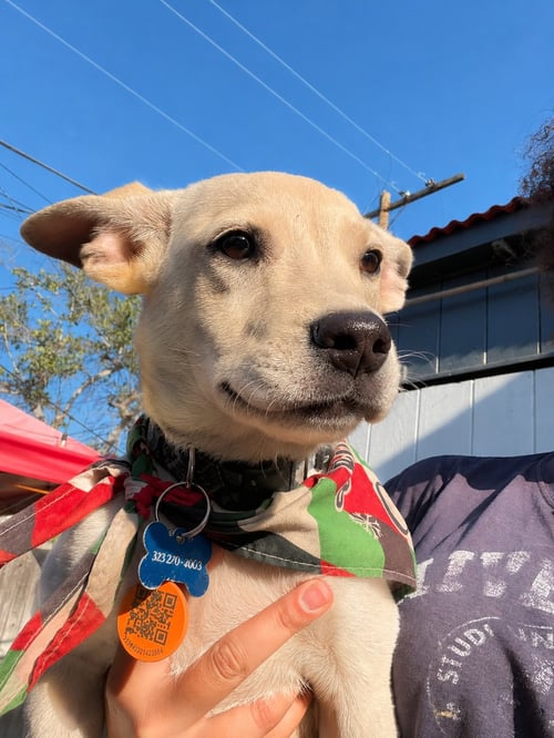 SNOWY N - Labrador Retriever / Feist available for adoption