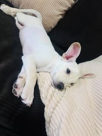 Snowy N - Photo 8