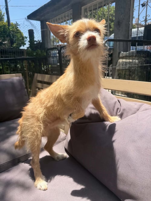 COCO D - Chihuahua / Terrier available for adoption