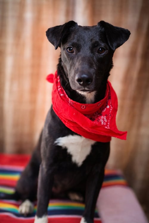 LULA - Parson Russell Terrier / Terrier available for adoption
