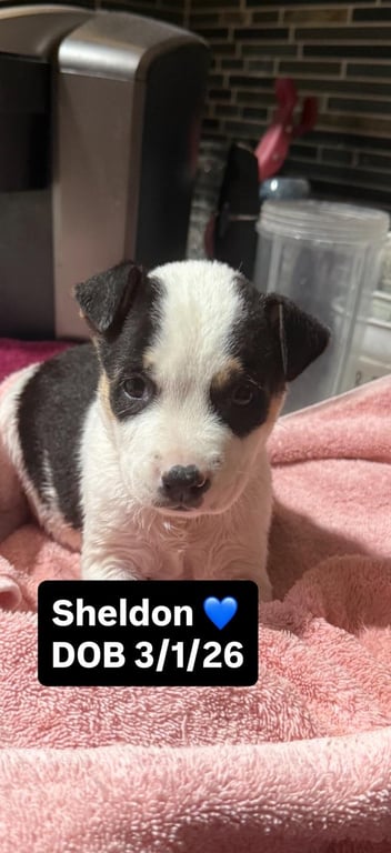 Sheldon Image