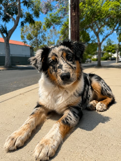 MIRANDA - Australian Shepherd available for adoption