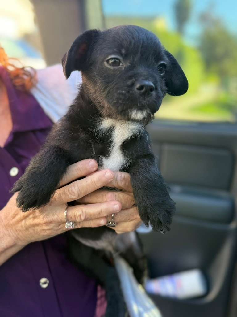 TROY - French Bulldog / Poodle (Standard) available for adoption