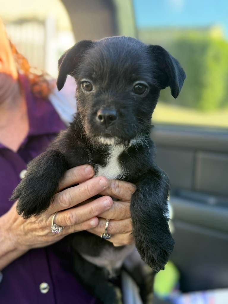 TROY - French Bulldog / Poodle (Standard) available for adoption