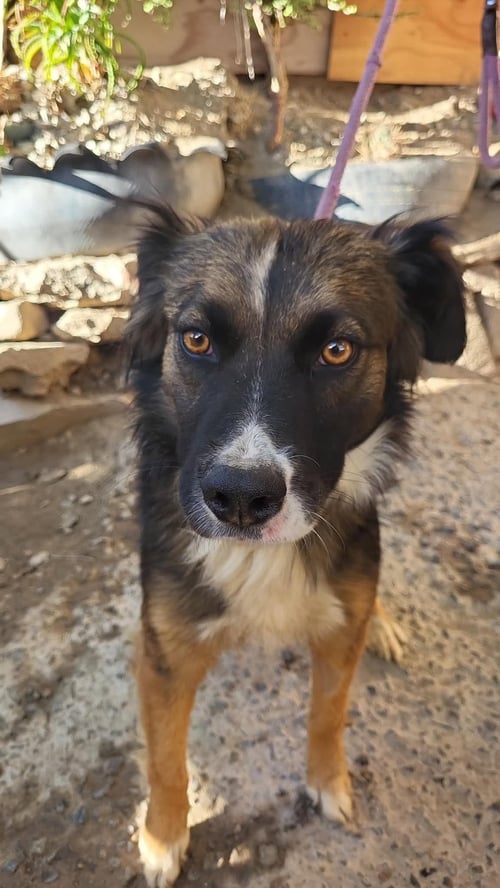 ROCKY T - Sheep Dog available for adoption