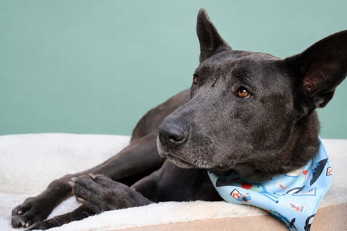 BO MAVERICK - Belgian Shepherd Malinois / Neapolitan Mastiff available for adoption