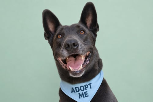 BO MAVERICK - Belgian Shepherd Malinois / Neapolitan Mastiff available for adoption