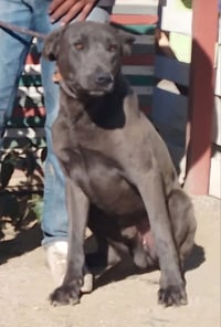 Bo Maverick - Photo 6