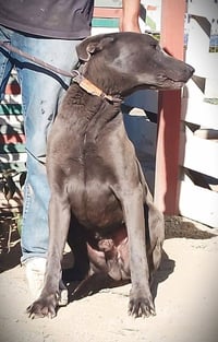Bo Maverick - Photo 7