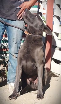 Bo Maverick - Photo 8