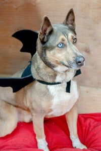 Batman - Photo 3