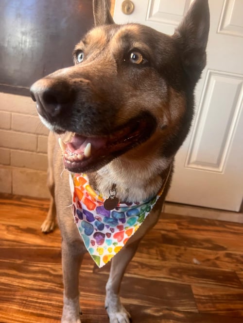 BATMAN - Australian Kelpie / Shepherd available for adoption