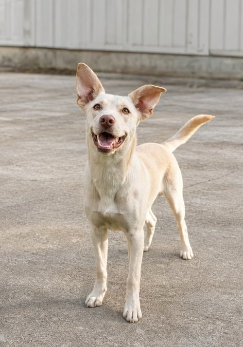 AURA D - Australian Kelpie / Carolina Dog available for adoption