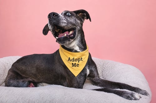 DOMINQUE AKA DOM - Pit Bull Terrier / Terrier available for adoption