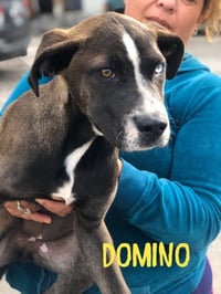 Dominque aka Dom - Photo 10