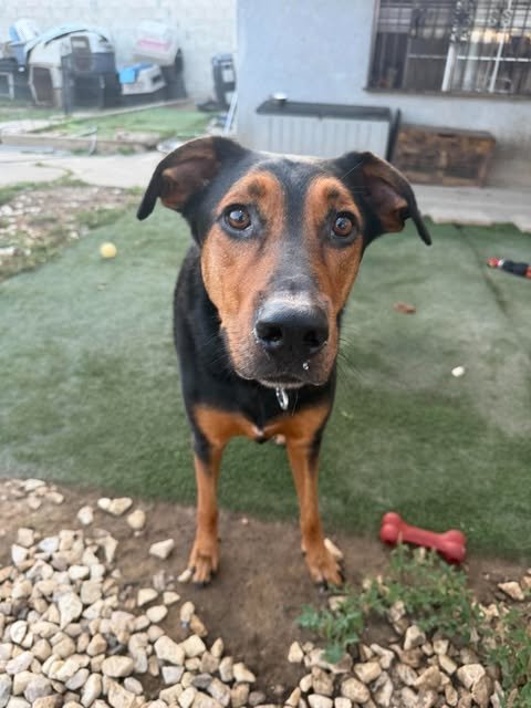 KOBE - Doberman Pinscher / German Shepherd Dog available for adoption