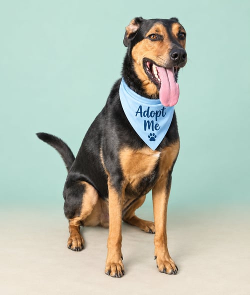 KOBE - Doberman Pinscher / German Shepherd Dog available for adoption