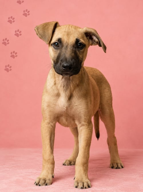 ROSALITA - Terrier available for adoption