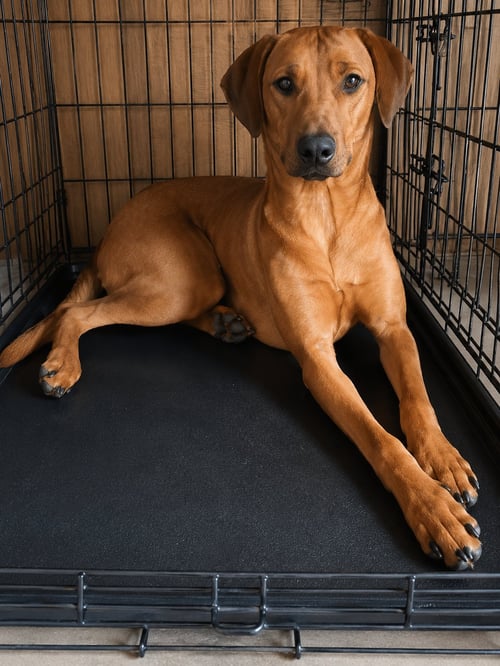 ALONDRA D - American Foxhound / Terrier available for adoption
