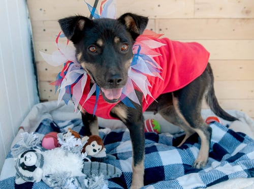 ROSA - Australian Kelpie available for adoption