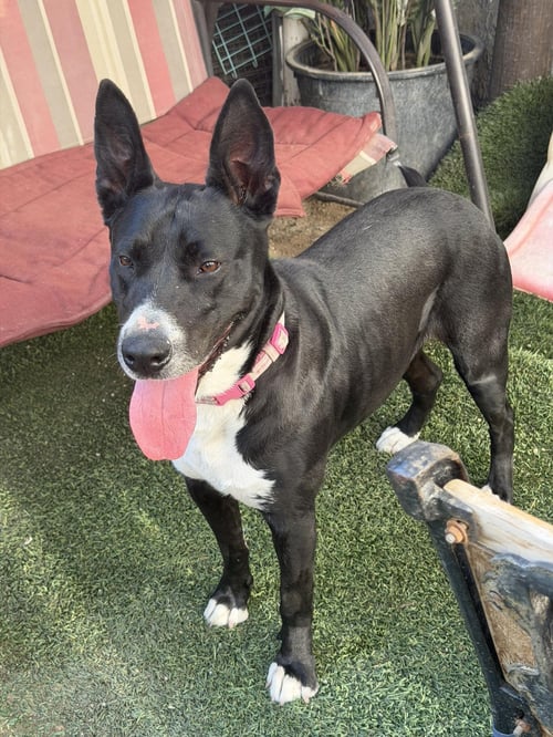 ROSITA - Australian Kelpie / Terrier available for adoption